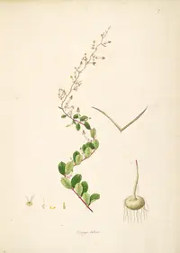 Bulbous Ceropegia
