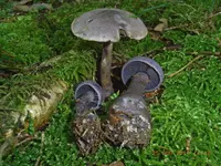 Cortinarius harcynicus (Cortinarius harcynicus) plant