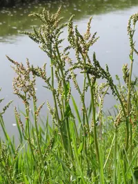 Common Sorrel
