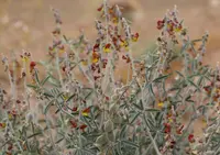 Saharan Rattlepod