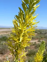 desert princesplume (Stanleya pinnata) plant