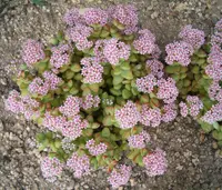 Concertina plant