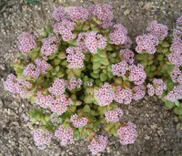 Concertina plant (Crassula rupestris) plant