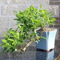 Golden Gate Ficus (Ficus microcarpa 'Golden Gate') plant