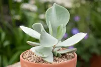 Cotyledon orbiculata in the garden