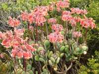 Cotyledon orbiculata in the garden