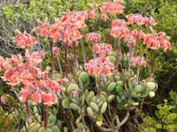 Cotyledon orbiculata in the garden