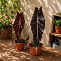 Alocasia longiloba leaves