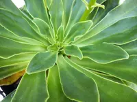 Lewisia cotyledon leaves
