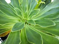 Lewisia cotyledon leaves