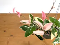 Wax Plant (Hoya carnosa 'Variegata') plant