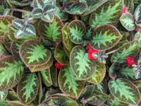 Episcia cupreata leaves