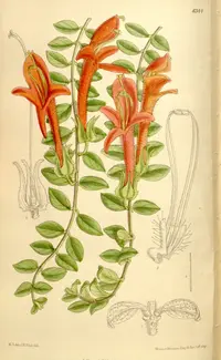 Columnea oerstediana