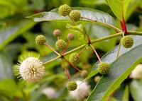 Cephalanthus occidentalis stems