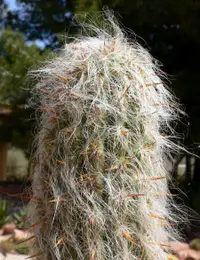 Old Man of the Andes