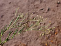 alkali sandspurry