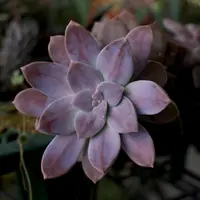 Graptopetalum superbum