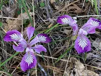toughleaf iris