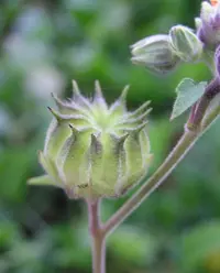 velvetleaf