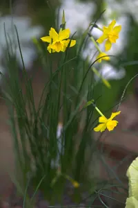 jonquil