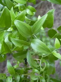 African asparagus fern