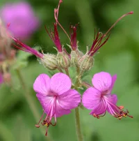 Bigroot geranium