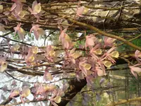Hooded orchid (Dendrobium aphyllum) plant