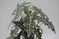 Elephant Ear
