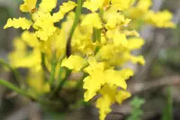 Cyrtochilum revolutum