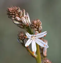 Summer Asphodel