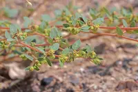 Contura Creek Sandmat (Euphorbia ocellata) plant