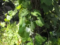 desert wild grape