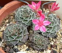 chihuahua flower