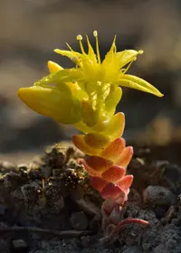 Biting Stonecrop (Sedum acre) plant
