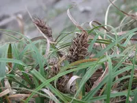 Japanese sedge (Carex kobomugi) plant