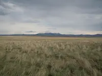 crested wheatgrass