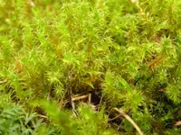 square goose neck moss
