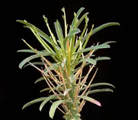 Hedgehog Milkbush