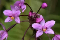 Philippine ground orchid
