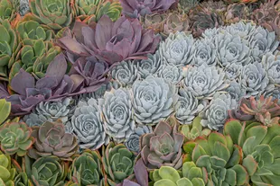succulents