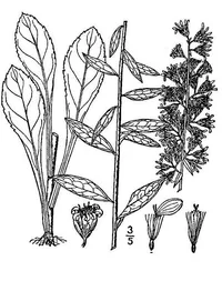 showy goldenrod (Solidago speciosa) plant