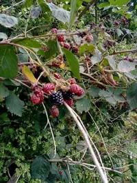 Rubus gratus