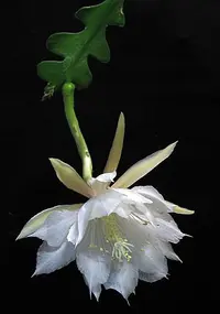 fishbone cactus