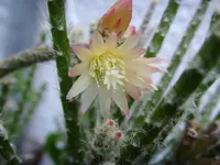 Hairy Stemmed Rhipsalis (Rhipsalis pilocarpa) plant