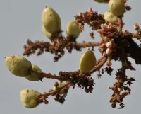 Indian frankincense