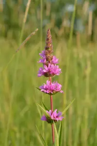 Purple-loosestrife