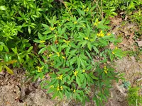 gopherweed