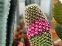 Mammillaria plant