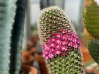 Mammillaria plant