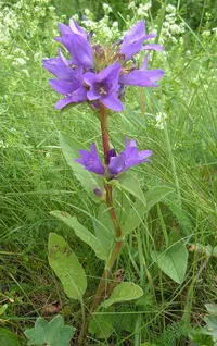 clustered bellflower